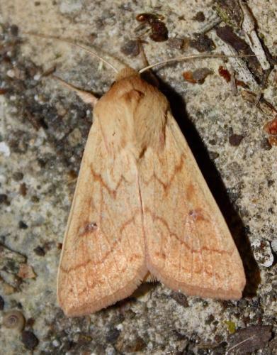 Mythimna vitellina